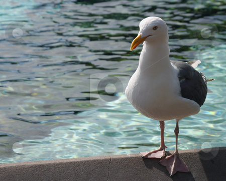 To use this stock image in your creative project, please select the size you need over to the right and click the "Add to Cart" button.
Your downloaded image will come with the Cutcaster watermark removed so don’t worry about the watermark you see on this page. Seagull stock photo, Seagull perched on the edge of the dolphin pool at SeaWorld. by Rick Parsons