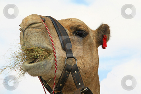 To use this stock image in your creative project, please select the size you need over to the right and click the "Add to Cart" button.
Your downloaded image will come with the Cutcaster watermark removed so don’t worry about the watermark you see on this page. Camel eating grass stock photo, Camel eating grass by Chris Alleaume