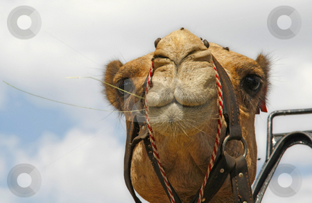 To use this stock image in your creative project, please select the size you need over to the right and click the "Add to Cart" button.
Your downloaded image will come with the Cutcaster watermark removed so don’t worry about the watermark you see on this page. Looking ahead stock photo, Camel looking ahead by Chris Alleaume