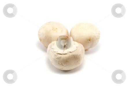 To use this stock image in your creative project, please select the size you need over to the right and click the "Add to Cart" button.
Your downloaded image will come with the Cutcaster watermark removed so don’t worry about the watermark you see on this page. Three Button Mushrooms stock photo, Three white button mushrooms, focus on front one by Helen Shorey