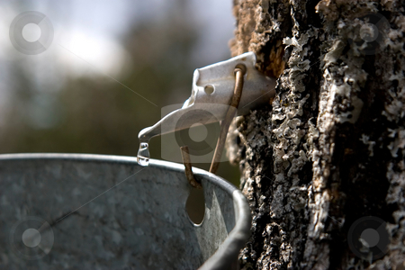 To use this stock image in your creative project, please select the size you need over to the right and click the "Add to Cart" button.
Your downloaded image will come with the Cutcaster watermark removed so don’t worry about the watermark you see on this page. Liquid Sugar 1 stock photo, A drop of maple sap about to fall off the end of a spout into a bucket, hung on a maple tree. by Rick Parsons