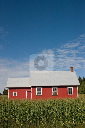 To use this stock image in your creative project, please select the size you need over to the right and click the "Add to Cart" button.
Your downloaded image will come with the Cutcaster watermark removed so don’t worry about the watermark you see on this page. Old Red School House 2 stock photo, An old red school house surrounded by a corn field - portrait. by Rick Parsons