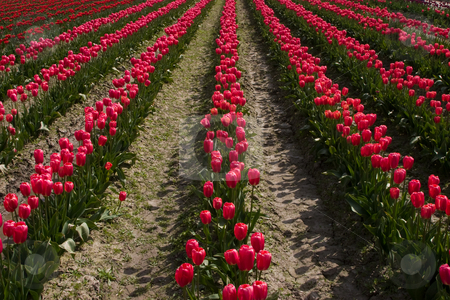 To use this stock image in your creative project, please select the size you need over to the right and click the "Add to Cart" button.
Your downloaded image will come with the Cutcaster watermark removed so don’t worry about the watermark you see on this page. Red Tulips in a Row stock photo, Rows of red tulips at the Skagit Valley Tulip Festival, Washington. by Rick Parsons