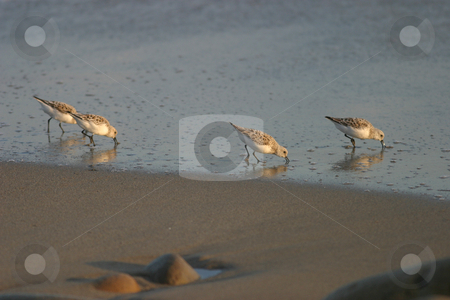 To use this stock image in your creative project, please select the size you need over to the right and click the "Add to Cart" button.
Your downloaded image will come with the Cutcaster watermark removed so don’t worry about the watermark you see on this page. Beach Birds I stock photo, Beach birds searching for a meal along the sandy shores. by Rick Parsons