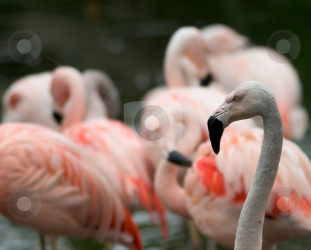To use this stock image in your creative project, please select the size you need over to the right and click the "Add to Cart" button.
Your downloaded image will come with the Cutcaster watermark removed so don’t worry about the watermark you see on this page. Flamingos stock photo, A flamboyance (group) of flamingos. One in focus in the foreground, the rest are blurred. by Rick Parsons