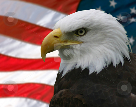 To use this stock image in your creative project, please select the size you need over to the right and click the "Add to Cart" button.
Your downloaded image will come with the Cutcaster watermark removed so don’t worry about the watermark you see on this page. Bald Eagle and Flag stock photo, Portrait/Profile of a bald eagle, taken from the side, slightly off-centre; superimposed over the American flag. by Rick Parsons