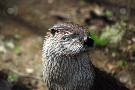 To use this stock image in your creative project, please select the size you need over to the right and click the "Add to Cart" button.
Your downloaded image will come with the Cutcaster watermark removed so don’t worry about the watermark you see on this page. Otter stock photo, Picture of an otter in Prague zoo by Sarka