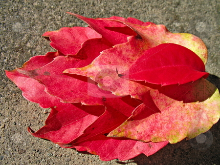 To use this stock image in your creative project, please select the size you need over to the right and click the "Add to Cart" button.
Your downloaded image will come with the Cutcaster watermark removed so don’t worry about the watermark you see on this page. Four red leaves stock photo, Four red leaves in fall season by Roberto Marinello