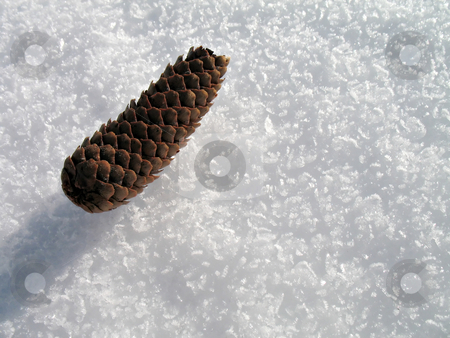 To use this stock image in your creative project, please select the size you need over to the right and click the "Add to Cart" button.
Your downloaded image will come with the Cutcaster watermark removed so don’t worry about the watermark you see on this page. Pinecone on white snow stock photo, A pinecone on white icy snow background in winter by Roberto Marinello