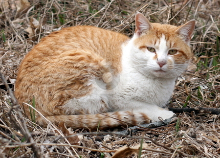 To use this stock image in your creative project, please select the size you need over to the right and click the "Add to Cart" button.
Your downloaded image will come with the Cutcaster watermark removed so don’t worry about the watermark you see on this page. Feral Cat stock photo, A wild feral cat, outside by Tom and Beth Pulsipher