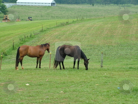 To use this stock image in your creative project, please select the size you need over to the right and click the "Add to Cart" button.
Your downloaded image will come with the Cutcaster watermark removed so don’t worry about the watermark you see on this page. Tennessee Walking horses stock photo, Tennessee Walking horses grazing in pastured countryside by Krystal McCammon
