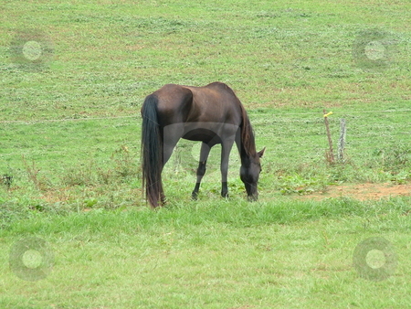To use this stock image in your creative project, please select the size you need over to the right and click the "Add to Cart" button.
Your downloaded image will come with the Cutcaster watermark removed so don’t worry about the watermark you see on this page. Tennessee Walking horse stock photo, Black, Tennessee Walking horse grazing in pastured countryside by Krystal McCammon