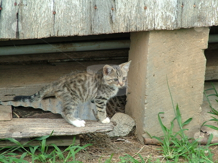 To use this stock image in your creative project, please select the size you need over to the right and click the "Add to Cart" button.
Your downloaded image will come with the Cutcaster watermark removed so don’t worry about the watermark you see on this page. Tiger Kitten stock photo, This feral (semi-wild), barn kitten is arching its back, showing that the kitten is feeling threatened. by Krystal McCammon