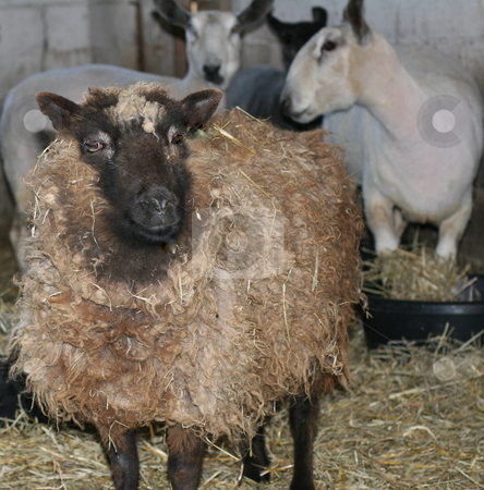 To use this stock image in your creative project, please select the size you need over to the right and click the "Add to Cart" button.
Your downloaded image will come with the Cutcaster watermark removed so don’t worry about the watermark you see on this page. Sheep, Waiting to be Shorn stock photo, A single sheep, waiting for shearing, with freshly-shorn sheep in the background by Tom and Beth Pulsipher