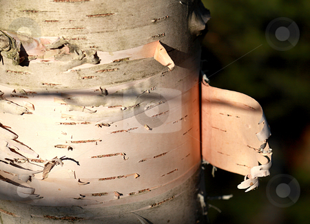 To use this stock image in your creative project, please select the size you need over to the right and click the "Add to Cart" button.
Your downloaded image will come with the Cutcaster watermark removed so don’t worry about the watermark you see on this page. Birch Bark stock photo, Birch bark tree by R Deron