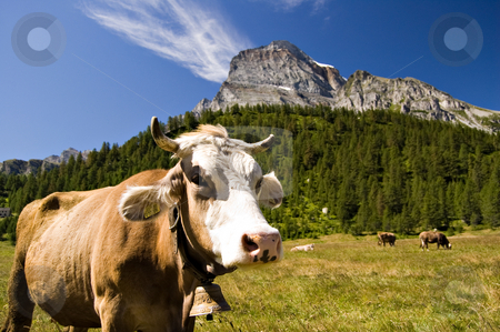 To use this stock image in your creative project, please select the size you need over to the right and click the "Add to Cart" button.
Your downloaded image will come with the Cutcaster watermark removed so don’t worry about the watermark you see on this page. Alpe Veglia mountain pasture stock photo, Cow in Alpe Veglia italian natural park and Monte Leone in background, Piemonte, Italy by Roberto Marinello