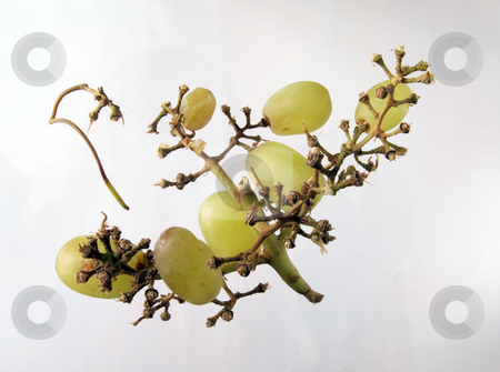To use this stock image in your creative project, please select the size you need over to the right and click the "Add to Cart" button.
Your downloaded image will come with the Cutcaster watermark removed so don’t worry about the watermark you see on this page. Grapes on a vine. stock photo, Grapes left on a vine after the beast have been eaten. by Ian Langley