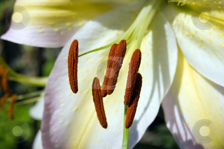 To use this stock image in your creative project, please select the size you need over to the right and click the "Add to Cart" button.
Your downloaded image will come with the Cutcaster watermark removed so don’t worry about the watermark you see on this page. Golden rayed lily stock photo, Stamen detail of a golden rayed lily (Lilium auratum) by Roberto Marinello
