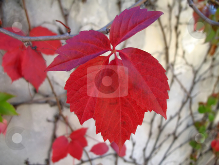 To use this stock image in your creative project, please select the size you need over to the right and click the "Add to Cart" button.
Your downloaded image will come with the Cutcaster watermark removed so don’t worry about the watermark you see on this page. Red leaf in september stock photo, A red-brown leaf of woodbine in September (clipping path) by Roberto Marinello