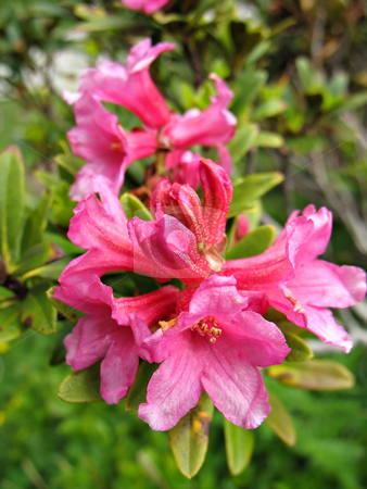 To use this stock image in your creative project, please select the size you need over to the right and click the "Add to Cart" button.
Your downloaded image will come with the Cutcaster watermark removed so don’t worry about the watermark you see on this page. Pink Rododendron shrub stock photo, Pink Rododendron shrub, June flowering in high mountain by Roberto Marinello