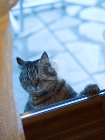 To use this stock image in your creative project, please select the size you need over to the right and click the "Add to Cart" button.
Your downloaded image will come with the Cutcaster watermark removed so don’t worry about the watermark you see on this page. Playful cat at the window stock photo, Curious cat on the outside looking inside the house through the window by FEL Yannick