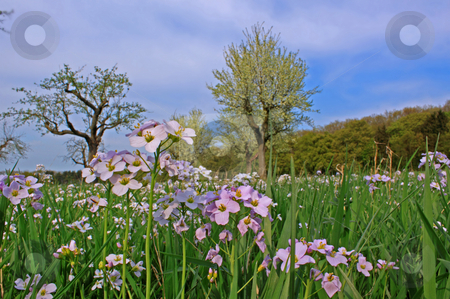To use this stock image in your creative project, please select the size you need over to the right and click the "Add to Cart" button.
Your downloaded image will come with the Cutcaster watermark removed so don’t worry about the watermark you see on this page. Spring meadow with flowering apple trees and rockcress (Arabis) stock photo, Spring meadow with flowering apple trees in Frankfurt Main, Germany;
photographed in April 2009 by Manuela Schueler