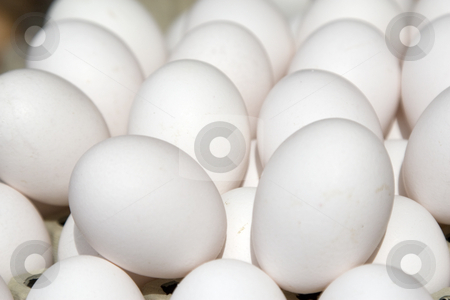 To use this stock image in your creative project, please select the size you need over to the right and click the "Add to Cart" button.
Your downloaded image will come with the Cutcaster watermark removed so don’t worry about the watermark you see on this page. Eier / eggs stock photo, Frische Eier im Sonnenlicht auf einem Marktstand by Stefan Franz