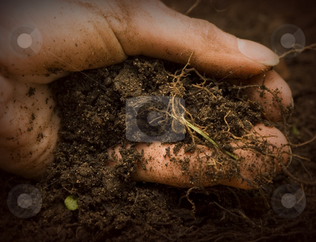 To use this stock image in your creative project, please select the size you need over to the right and click the "Add to Cart" button.
Your downloaded image will come with the Cutcaster watermark removed so don’t worry about the watermark you see on this page. Hand in Dirt stock photo, Hand in Dirt Gardening side view by John Teeter