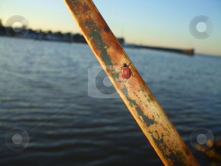 To use this stock image in your creative project, please select the size you need over to the right and click the "Add to Cart" button.
Your downloaded image will come with the Cutcaster watermark removed so don’t worry about the watermark you see on this page. Lady Bug stock photo, by Michael Felix