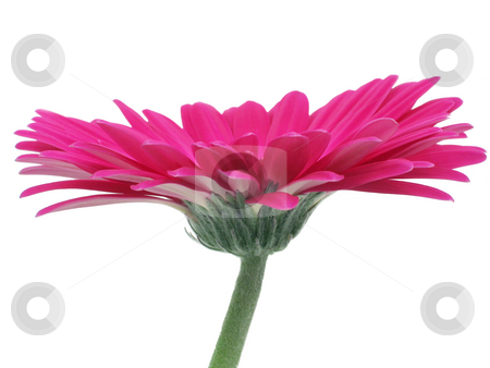 To use this stock image in your creative project, please select the size you need over to the right and click the "Add to Cart" button.
Your downloaded image will come with the Cutcaster watermark removed so don’t worry about the watermark you see on this page. Hot Pink Gerbera Side View stock photo, Very pink gerbera daisy isolated on white by Helen Shorey