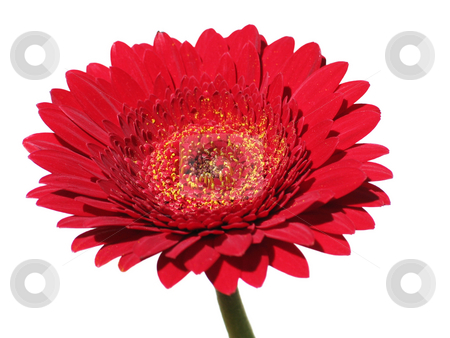 To use this stock image in your creative project, please select the size you need over to the right and click the "Add to Cart" button.
Your downloaded image will come with the Cutcaster watermark removed so don’t worry about the watermark you see on this page. Red Gerbera stock photo, Red gerbera flower isolated on white background by Helen Shorey