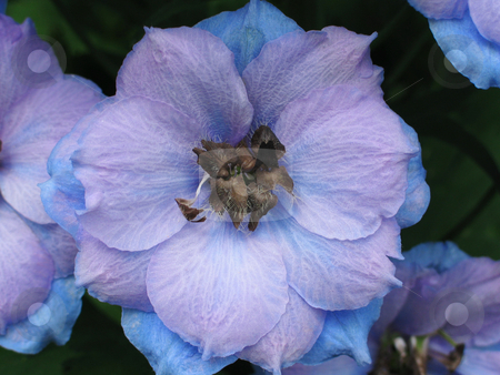To use this stock image in your creative project, please select the size you need over to the right and click the "Add to Cart" button.
Your downloaded image will come with the Cutcaster watermark removed so don’t worry about the watermark you see on this page. Blue Delphinium stock photo, Close up of a single floret of a large blue delphinium by Helen Shorey