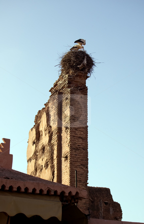 To use this stock image in your creative project, please select the size you need over to the right and click the "Add to Cart" button.
Your downloaded image will come with the Cutcaster watermark removed so don’t worry about the watermark you see on this page. Storks in the nest stock photo, Storks in the nest over an old wall in Marrakesh by Roberto Marinello