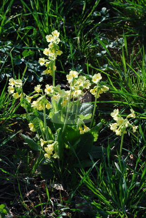 To use this stock image in your creative project, please select the size you need over to the right and click the "Add to Cart" button.
Your downloaded image will come with the Cutcaster watermark removed so don’t worry about the watermark you see on this page. Primroses stock photo, Picture of primroses in a meadow by Sarka