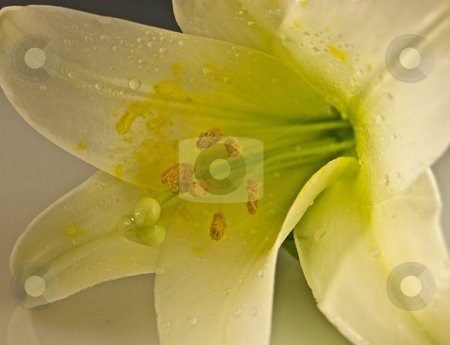To use this stock image in your creative project, please select the size you need over to the right and click the "Add to Cart" button.
Your downloaded image will come with the Cutcaster watermark removed so don’t worry about the watermark you see on this page. Macro Photo of a White Easter Lily stock photo, This macro shot of a white Easter lily is stunning with droplets of water and soft reflection beneath. by Valerie Garner