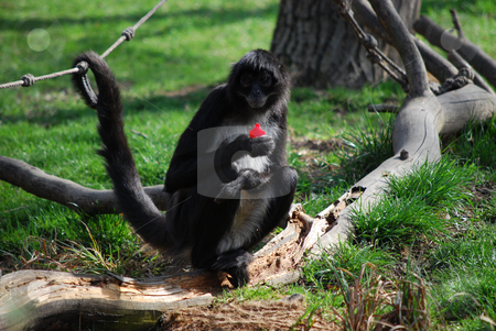 To use this stock image in your creative project, please select the size you need over to the right and click the "Add to Cart" button.
Your downloaded image will come with the Cutcaster watermark removed so don’t worry about the watermark you see on this page. Monkey stock photo, A monkey in Prague zoo by Sarka