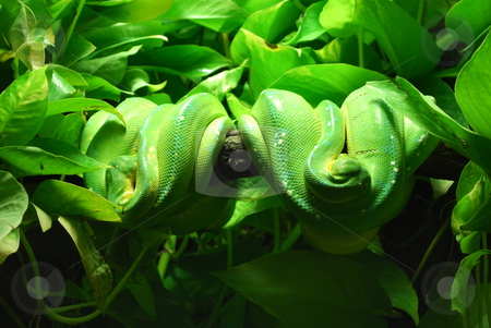 To use this stock image in your creative project, please select the size you need over to the right and click the "Add to Cart" button.
Your downloaded image will come with the Cutcaster watermark removed so don’t worry about the watermark you see on this page. Green tree python stock photo, Green tree pythons in prague zoo by Sarka