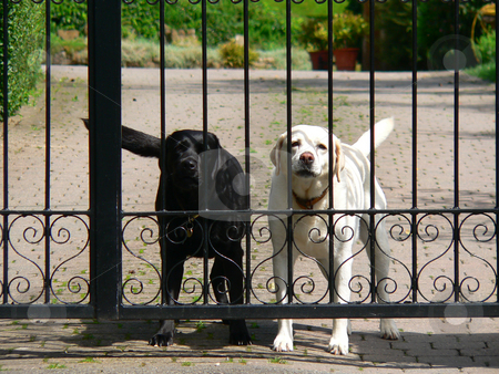 To use this stock image in your creative project, please select the size you need over to the right and click the "Add to Cart" button.
Your downloaded image will come with the Cutcaster watermark removed so don’t worry about the watermark you see on this page. Stay out stock photo, Two dogs defending their territory behing a black iron gate by Casinozack