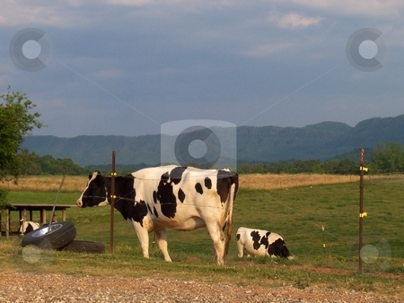 To use this stock image in your creative project, please select the size you need over to the right and click the "Add to Cart" button.
Your downloaded image will come with the Cutcaster watermark removed so don’t worry about the watermark you see on this page. Holstein Dairy Cows stock photo, Holstein dairy cows in pasture with the Great Smokey Mountains landscape in background by Krystal McCammon
