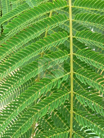 To use this stock image in your creative project, please select the size you need over to the right and click the "Add to Cart" button.
Your downloaded image will come with the Cutcaster watermark removed so don’t worry about the watermark you see on this page. Fern leaf. stock photo, Close-up of a green fern leaf. by Horst Petzold