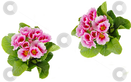 To use this stock image in your creative project, please select the size you need over to the right and click the "Add to Cart" button.
Your downloaded image will come with the Cutcaster watermark removed so don’t worry about the watermark you see on this page. Spring flowers stock photo, Two bunches of pink spring flowers isolated on white by Julija Sapic