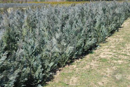 To use this stock image in your creative project, please select the size you need over to the right and click the "Add to Cart" button.
Your downloaded image will come with the Cutcaster watermark removed so don’t worry about the watermark you see on this page. Thuja rows stock photo, Natural green conifer thuja planting garden outdoor by Julija Sapic