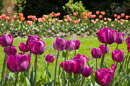 To use this stock image in your creative project, please select the size you need over to the right and click the "Add to Cart" button.
Your downloaded image will come with the Cutcaster watermark removed so don’t worry about the watermark you see on this page. Violet tulips in a garden stock photo, Violet tulips in a garden with red tulips in background by Roberto Marinello