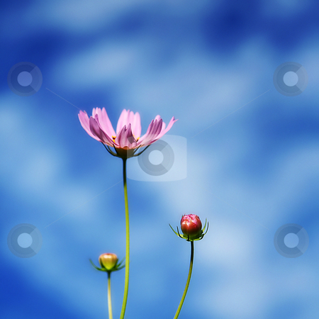 To use this stock image in your creative project, please select the size you need over to the right and click the "Add to Cart" button.
Your downloaded image will come with the Cutcaster watermark removed so don’t worry about the watermark you see on this page. COSMOS I stock photo, by Tomo Photography