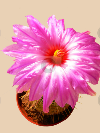 To use this stock image in your creative project, please select the size you need over to the right and click the "Add to Cart" button.
Your downloaded image will come with the Cutcaster watermark removed so don’t worry about the watermark you see on this page. Blooming cactus stock photo, The flower of an blooming cactus witch last only 6 hours to bloom. by Horst Petzold