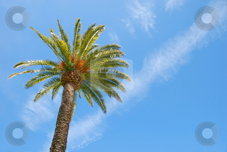 To use this stock image in your creative project, please select the size you need over to the right and click the "Add to Cart" button.
Your downloaded image will come with the Cutcaster watermark removed so don’t worry about the watermark you see on this page. Sunlit Palm Tree stock photo, Sunlit palm tree with blue sky background. by Denis Radovanovic