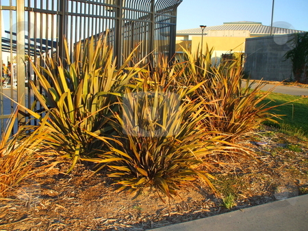 To use this stock image in your creative project, please select the size you need over to the right and click the "Add to Cart" button.
Your downloaded image will come with the Cutcaster watermark removed so don’t worry about the watermark you see on this page. Phormium Atropurpureum Flowers stock photo, by Michael Felix