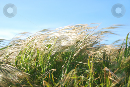To use this stock image in your creative project, please select the size you need over to the right and click the "Add to Cart" button.
Your downloaded image will come with the Cutcaster watermark removed so don’t worry about the watermark you see on this page. Windy Day Grass stock photo, Grass moving by the wind on a sunny day. by Denis Radovanovic