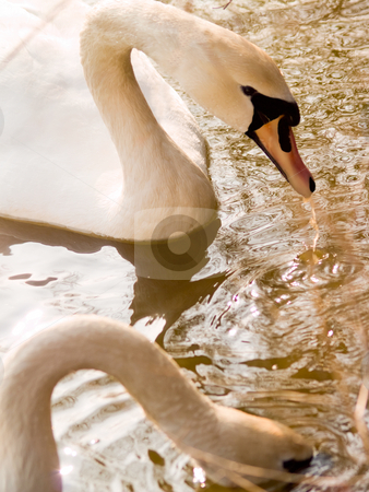 To use this stock image in your creative project, please select the size you need over to the right and click the "Add to Cart" button.
Your downloaded image will come with the Cutcaster watermark removed so don’t worry about the watermark you see on this page. Two beautiful swans feeding in a lake stock photo, Two beautiful swans feeding in a lake by Phillip Dyhr Hobbs