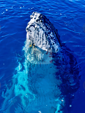 To use this stock image in your creative project, please select the size you need over to the right and click the "Add to Cart" button.
Your downloaded image will come with the Cutcaster watermark removed so don’t worry about the watermark you see on this page. Majestic Humpback Whale having a look around stock photo, Majestic Humpback Whale up close and personal in australia by Phillip Dyhr Hobbs